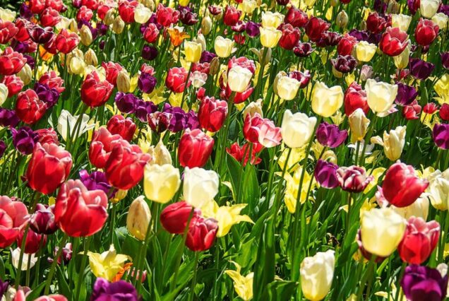 Viaggio di gruppo in Camper in Olanda: Un'Avventura tra Vento, Mulini e Tulipani