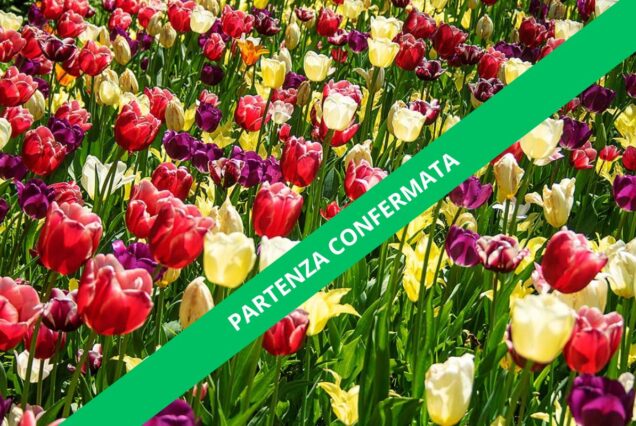 Viaggio di gruppo in Camper in Olanda: Un'Avventura tra Vento, Mulini e Tulipani