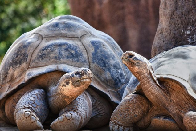 Tour Ecuador e Galapagos zaino in spalla (di gruppo)